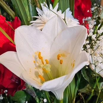 whatsapp-image-2025-07-15-at-14-17-16-1-high