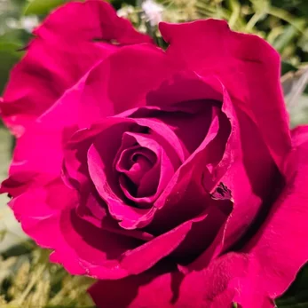 whatsapp-image-2025-07-15-at-14-17-16-high